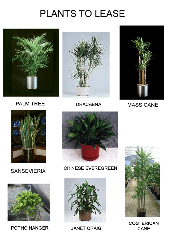 LEASEPLANTS06.jpg