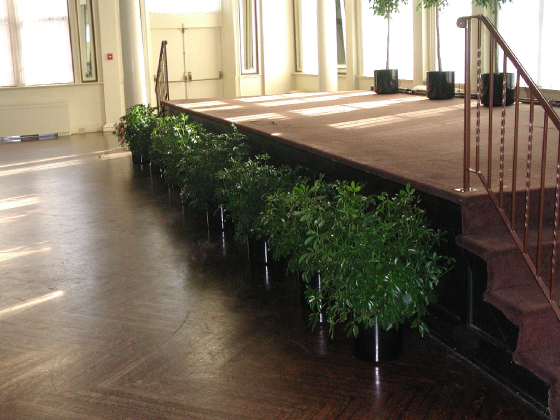 casinostageplants.jpg