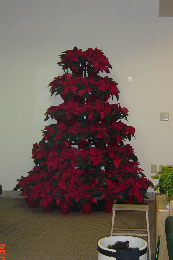 poinsettiatreewma.jpg