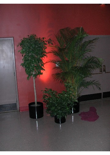sedcplants.jpg